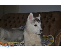 Sibirski Haski štenad - Fotografija 2/9