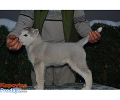 Sibirski Haski štenad - Fotografija 3/9