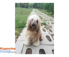 Tibetski terijer štenci - Fotografija 9/10
