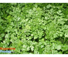 Visokokvalitetni humus zemlja za cvece