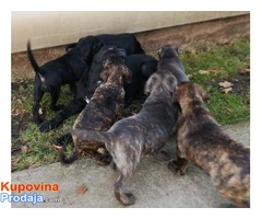 CANE CORSO stenci odlicnog porekla - Fotografija 3/9