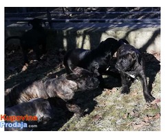 CANE CORSO stenci odlicnog porekla - Fotografija 4/9