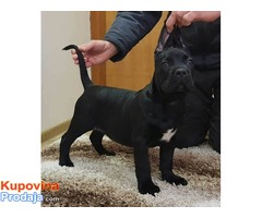 CANE CORSO stenci odlicnog porekla - Fotografija 6/9