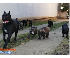 CANE CORSO stenci odlicnog porekla - Fotografija 8/9