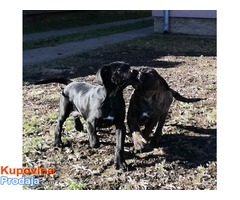 CANE CORSO stenci odlicnog porekla - Fotografija 9/9