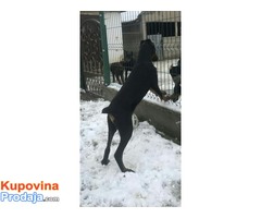 Doberman stenci na prodaju - Fotografija 3/7