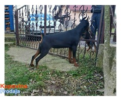 Doberman stenci na prodaju - Fotografija 6/7