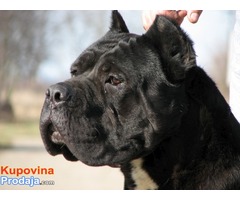 Cane corso slobodan za parenje - Fotografija 1/5