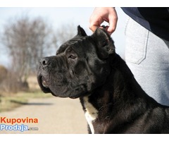 Cane corso slobodan za parenje - Fotografija 2/5