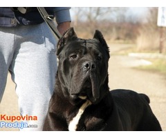 Cane corso slobodan za parenje - Fotografija 5/5