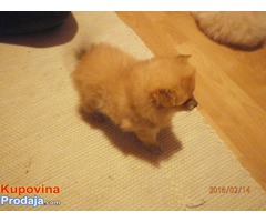 Nemački špic - pomeranac - Fotografija 5/7