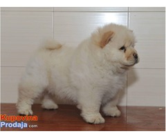 CHOW CHOW tri prelepe zenkice - Fotografija 1/6