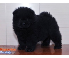 CHOW CHOW tri prelepe zenkice - Fotografija 2/6