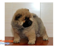 CHOW CHOW tri prelepe zenkice - Fotografija 3/6