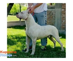 Štenci Dogo Argentino odlicne krvne linije - Fotografija 1/8