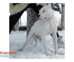 Štenci Dogo Argentino odlicne krvne linije - Fotografija 2/8