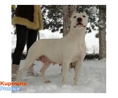 Štenci Dogo Argentino odlicne krvne linije - Fotografija 3/8