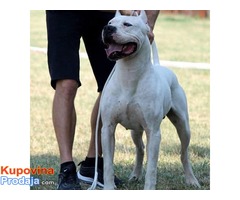 Štenci Dogo Argentino odlicne krvne linije - Fotografija 4/8