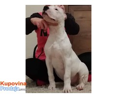 Štenci Dogo Argentino odlicne krvne linije - Fotografija 6/8