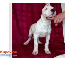 Štenci Dogo Argentino odlicne krvne linije - Fotografija 7/8