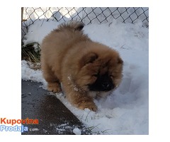 CHOW CHOW - čau čau vrhunski štenci od uveženih roditelja