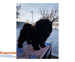 CHOW CHOW - čau čau vrhunski štenci od uveženih roditelja