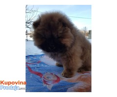CHOW CHOW - čau čau vrhunski štenci od uveženih roditelja