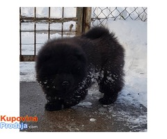 CHOW CHOW - čau čau vrhunski štenci od uveženih roditelja - Fotografija 7/10