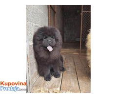 CHOW CHOW - čau čau vrhunski štenci od uveženih roditelja - Fotografija 10/10