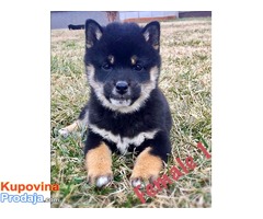 Na prodaju prelepi stenci rase Shiba Inu - Fotografija 6/8