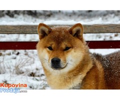 Na prodaju prelepi stenci rase Shiba Inu - Fotografija 8/8