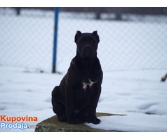 Cane corso stenci vrhunske krvne linije - Fotografija 1/9