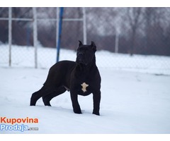 Cane corso stenci vrhunske krvne linije - Fotografija 2/9