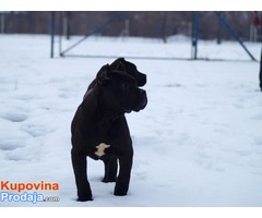 Cane corso stenci vrhunske krvne linije - Fotografija 3/9