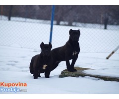 Cane corso stenci vrhunske krvne linije - Fotografija 4/9