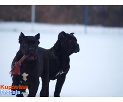 Cane corso stenci vrhunske krvne linije - Fotografija 5/9