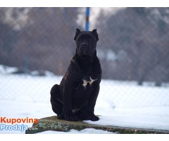 Cane corso stenci vrhunske krvne linije - Fotografija 6/9