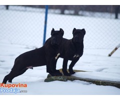 Cane corso stenci vrhunske krvne linije - Fotografija 7/9