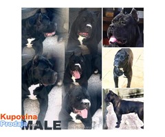 Cane corso stenci vrhunske krvne linije - Fotografija 9/9