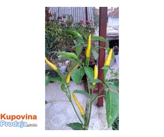 Thai Chili Zuti seme Thai Chili Zuti seme