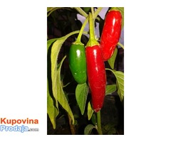 Serrano tempiqueno Chili seme Serrano tempiqueno Chili seme
