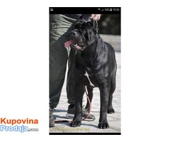 Stene Cane Corso - Fotografija 3/5