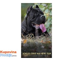 Stene Cane Corso - Fotografija 4/5