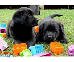 Stenci labrador retrivera izlozbenog potencijala - Fotografija 1/5