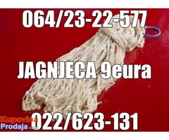 CREVA JAGNJECA - Fotografija 4/4