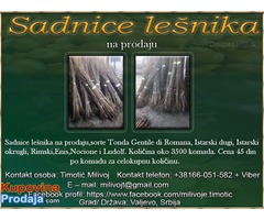 Sadnice lešnika na prodaju - Fotografija 1/3