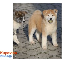 Akita inu vrhunski stenci - Fotografija 4/10