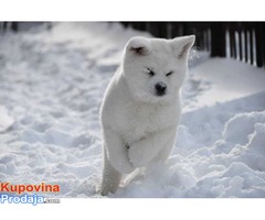 Akita inu vrhunski stenci - Fotografija 9/10