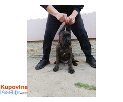 CANE CORSO extra stenci od 100e - Fotografija 6/6