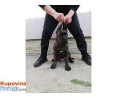 CANE CORSO extra stenci od 100e - Fotografija 6/6